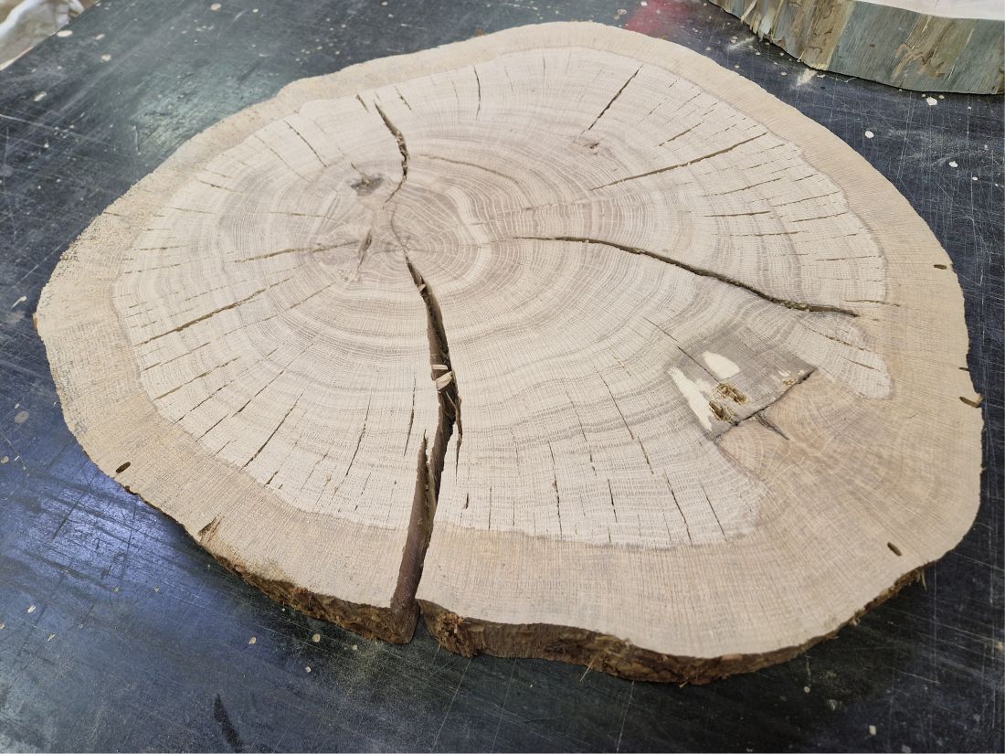 Dub průměr 59cm
