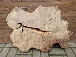 Atypický akát velikost 73cm